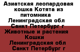 Азиатская леопардовая кошка.Котята из питомника. - Ленинградская обл., Санкт-Петербург г. Животные и растения » Кошки   . Ленинградская обл.,Санкт-Петербург г.